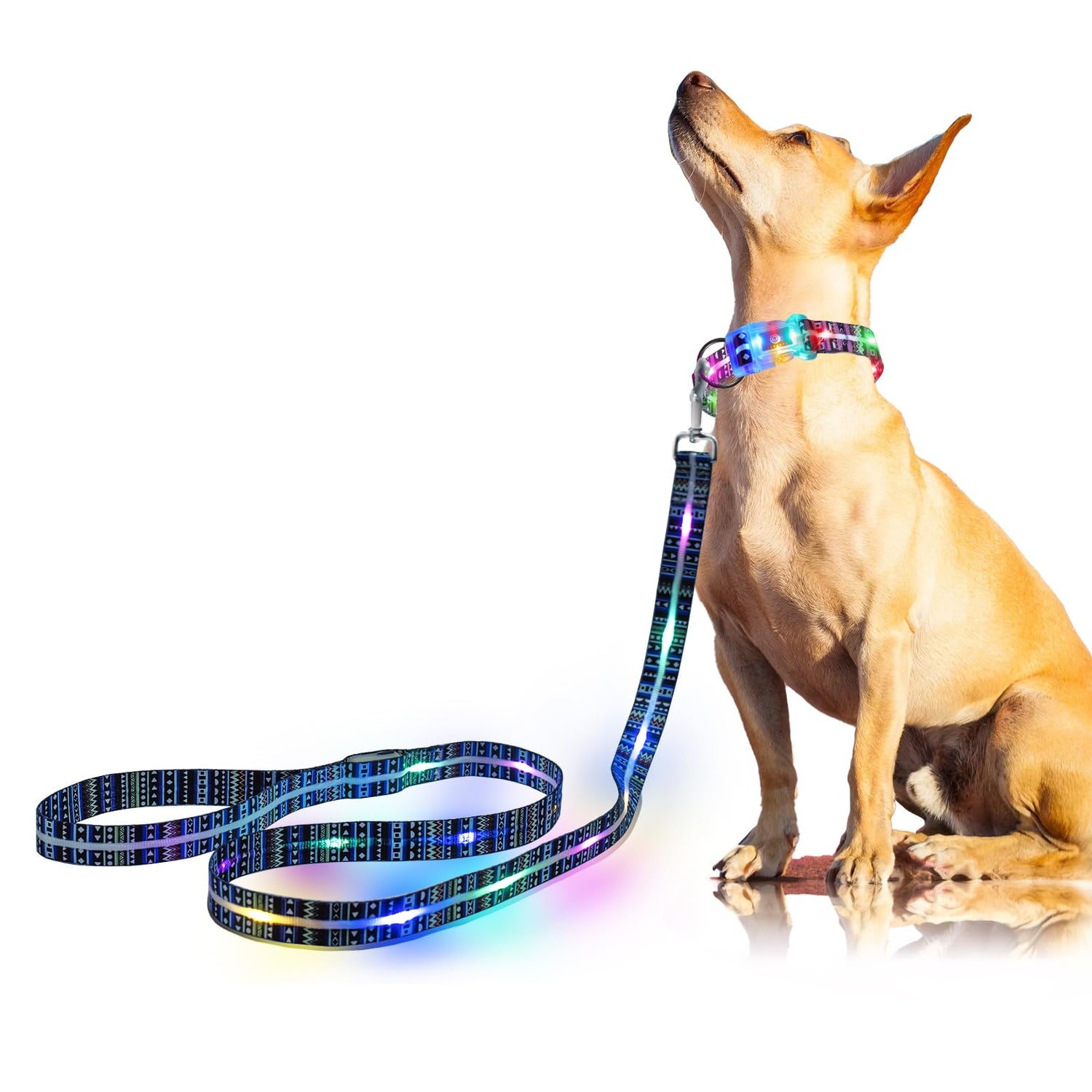 Leashes & Collars