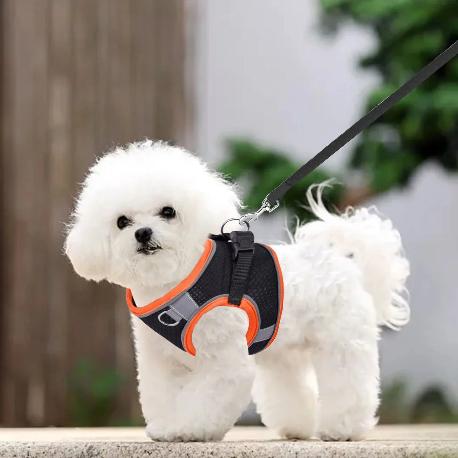 Leashes